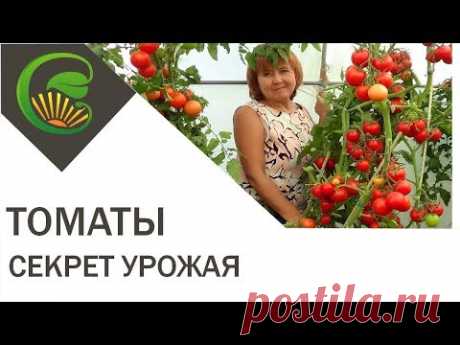 Самый важный секрет большого урожая томатов