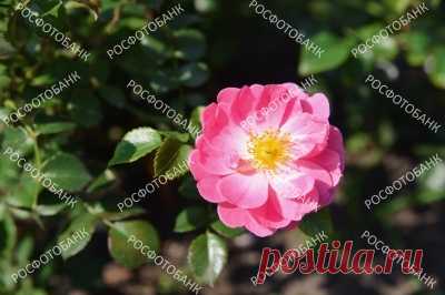 Розовая роза в саду крупным планом Красиво цветущая розовая роза в саду в солнечный день летом. Розовый цветок крупным планом на фоне зелёных листьев.