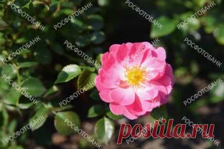 Розовая роза в саду крупным планом Красиво цветущая розовая роза в саду в солнечный день летом. Розовый цветок крупным планом на фоне зелёных листьев.