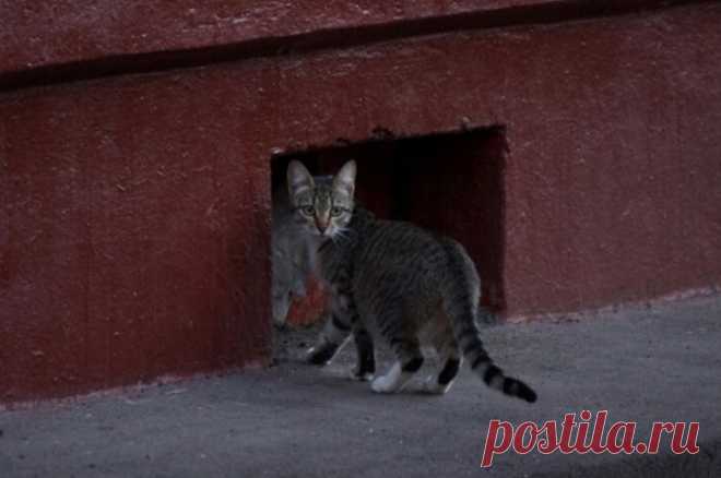 В Ленинградской спасли из-под завалов сгоревшего дома кошку. Животное провело под завалами больше суток.