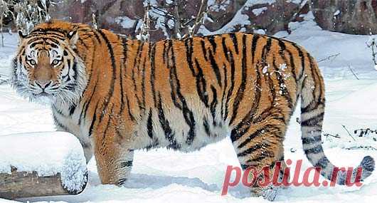 Tigers - Largest Cats, Beautiful Stripes, Like to Swim | Animal Pictures and Facts | FactZoo.com