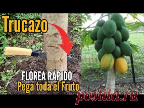 Trucazo Produce Papaya en poco tiempo y muchos frutos - FLOREA RÁPIDO Excelente truco para producir papaya en poco tiempo Florear y Pega todo el fruto🌿 CURSO de HUERTO ORGÁNICO en CASA 🌿 ONLINEhttps://hotm.art/Amor-por-el-Hue...