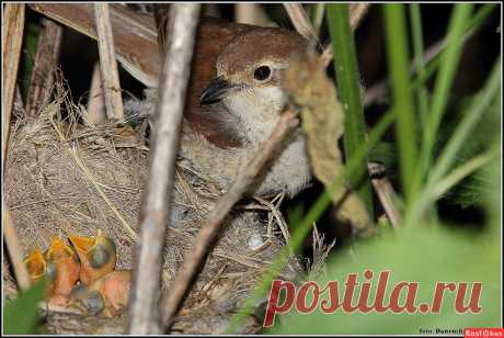 : гнездо сорокопута жулана. Фотограф Владимир. Фото животных - Фото и фотограф на Расфокусе.