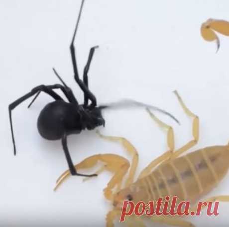 Смертельную битву скорпиона и черной вдовы сняли на видео