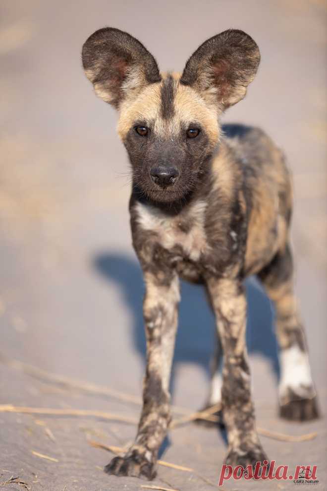 Puppy Eyes African Wild Dog (aka “Painted Wolf”) (Lycaon pictus) puppy, about 3 months old. Along with 10 of its litter mates, this youngster had only recently emerged from the den. At this age they can begin to keep up with the adults of the pack. An endangered species, there are an estimated 6,000 or so in the wild. We were thrilled to see almost 30 of them in Botswana this year.