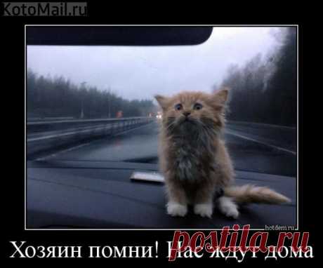 Водитель,ПОМНИ!!! | KotoMail.ru
