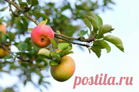 Сделайте несколько отверстий ломом вокруг яблони: урожая сразу станет немерено — обновится даже старое дерево - новости Хибины.ru