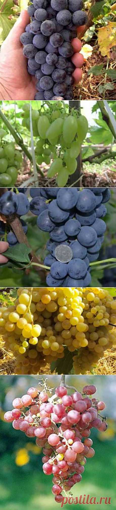Сорта винограда очень раннего срока созревания | Дача - впрок