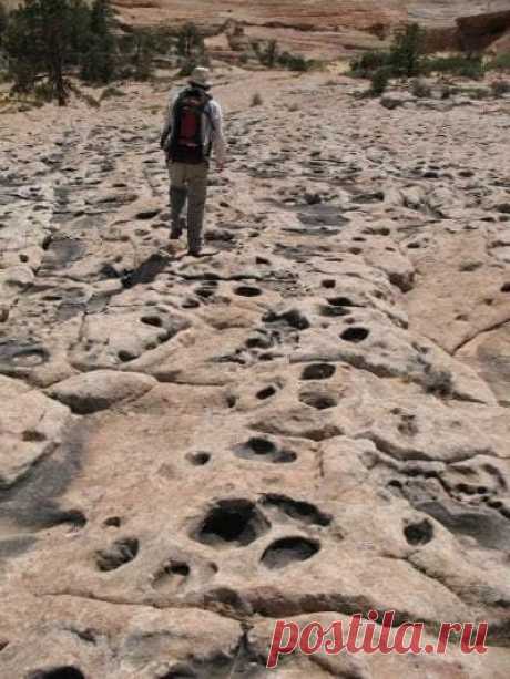 Геолог из Университета Штата Юта Уинстон Зайлер идет по тропе динозавров.
Следы динозавров сохранились на утоптанной поверхности. Ученые полагают, что рептилии по этой траве ходили к оазису на водопой. Тропа динозавров пролегает между засушливых песчаных дюн около 190 миллионов лет назад. Это место находится в пустыне государственного заповедника США Вермиллион-Клиффс.
https://kaleidoscopelive.ru/planeta/geolog_iz_universi..