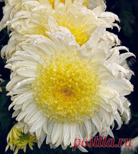 Фото &quot;Белая хризантема Andree Rose.&quot; :: PhotoGlade - фото цветов: хризантем, роз, тюльпанов