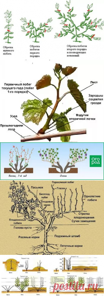 10 СХЕМ ОБРЕЗКИ И ФОРМИРОВКИ ВИНОГРАДА Данный сборник необходимо распространить среди максимального числа виноградарей - пусть все узнают о секретах виноградарства и не допускают ошибок! Сохраните к себе на стену: покажите своим друзьям ценную информацию. Этот сборник охватывает большое количество секретов и ценной информации, обязательно изучите все видео - в них опыт многих поколений виноградаре: 2 тыс изображений найдено в Яндекс.Картинках