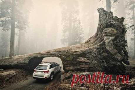 Автомобиль проезжает через туннель, прорубленный в упавшей гигантской секвойе, Национальный парк Секвойя, Штат Калифорния, США