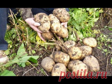 Картофель в соломе, в сфагнуме (мох) и в коробе - YouTube