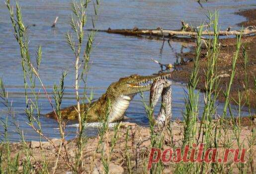 Голодный крокодил съел огромного питона | Pinreg.Ru