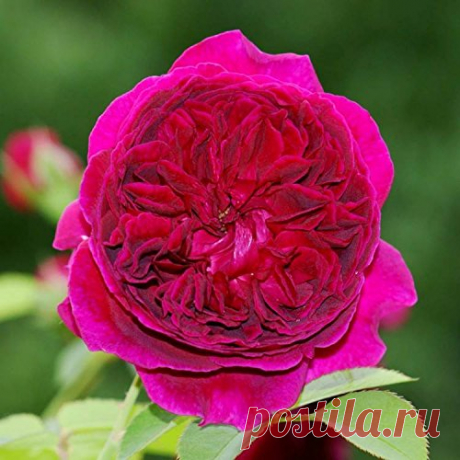 Amazon.com : 100 Pcs Climbing Colorful Rose Flowers Seeds For Garden Home Balcony Fences Yard Decoration Flowers Plants (William Shakespeare 2000 Rosa Seeds) : Garden & Outdoor