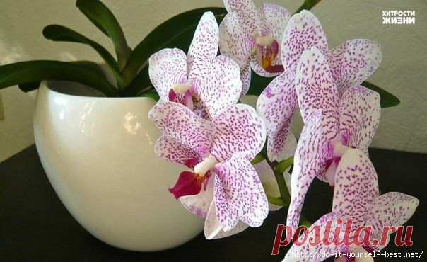 4 полезных совета в выращивании орхидеи..