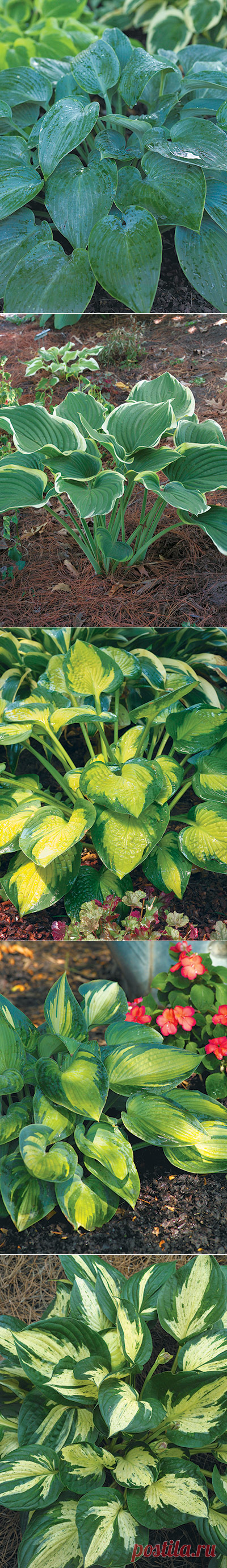 Garden Gate’s 12 best hostas | Garden Gate Magazine