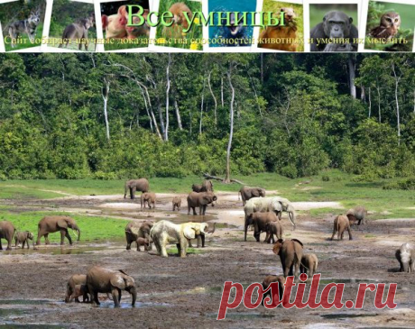 Лесные слоны имеют сложную социальную структуру | Все умницы
Живущие в бассейне реки Конго африканские лесные слоны - умные животные со сложной социальной структурой и четкой иерархией - меньше своих сородичей из саванны.