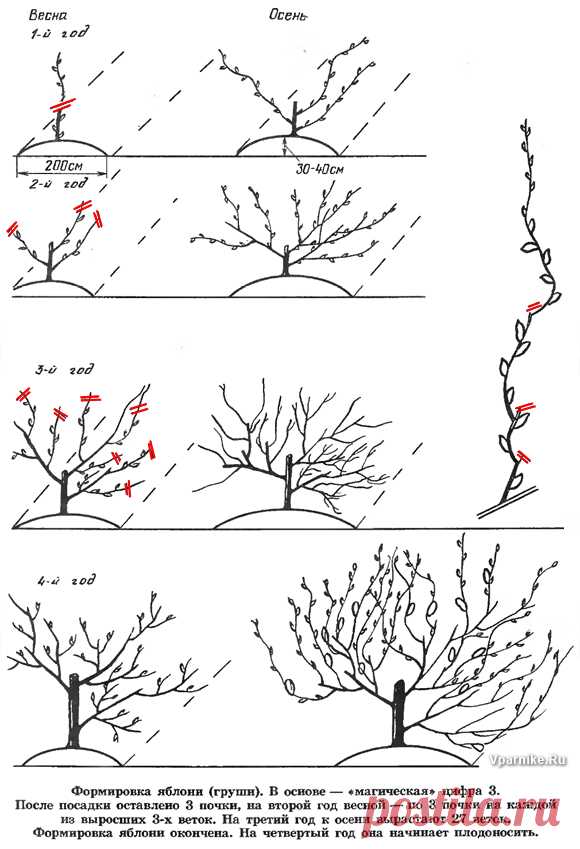 Формирование кроны груши осенью. Подрезка яблонь весной схема. Формирование кроны груши осенью. Формировка саженца груши. Подрезка яблонь весной схема.