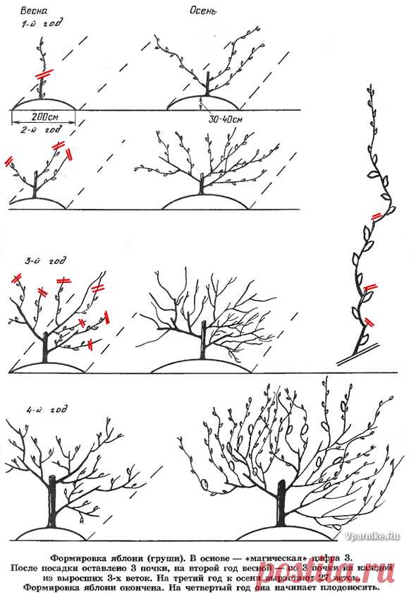 Формирование груши. Схема обрезки яблони весной. Подрезка яблонь весной схема. Схема обрезки яблони осенью. Формирование кроны яблони схема.