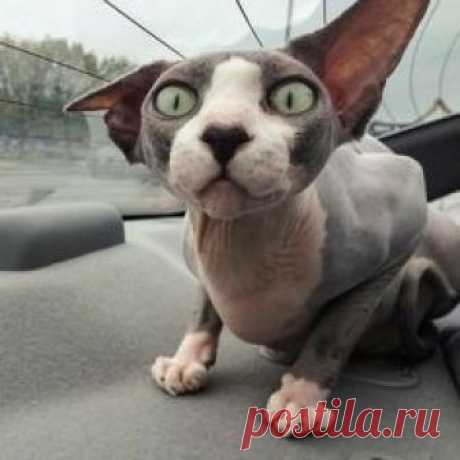 Sphynx Kitty