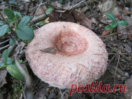 Как отличить в лесу рыжики от млечника диарейного (Lactаrius torminosus) | грибной критик | Дзен