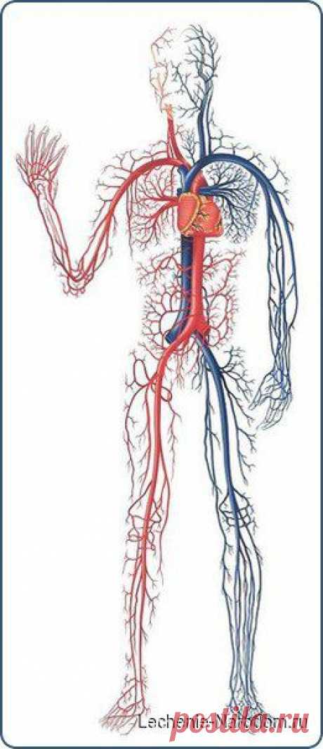 Интересные факты о кровеносной системе человека и сердце / Медицина для всех
