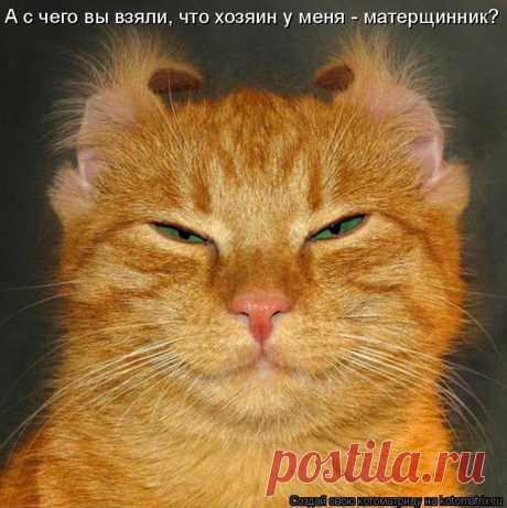 Котоматрица: Главная