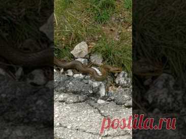 подруга 😜 #хорватия #naturelover #змея
