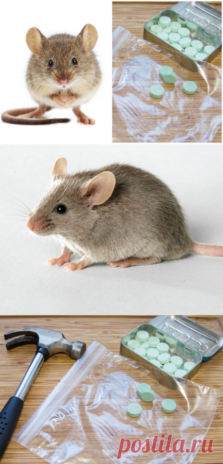 Как эффективно избавиться от мышей в доме с помощью…свежего дыхания