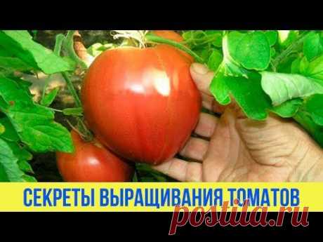Как облегчить выращивание томатов Делимся простыми секретами чтобы получить урожай помидоров - YouTube