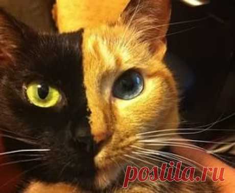 кошка красит глаза: 14 тыс изображений найдено в Яндекс.Картинках