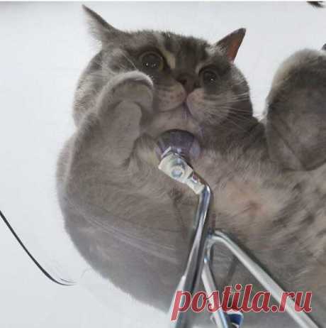 Фото смешных котиков, заряжающих позитивом 🐈(часть 57) | Жила-была Кошка | Яндекс Дзен