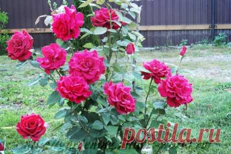 Две главных подкормки для розовых кустов осенью