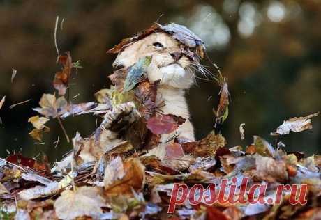 Ein Löwenjunge versucht die Blätter zu zureden, auf die Bäume zurückzukehren / Изучение немецкого языка