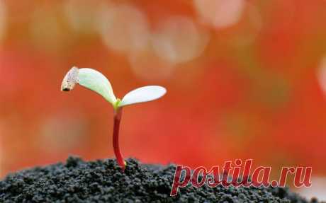 Повышение плодородия почвы. Минеральные или органические удобрения? | Дачный участок