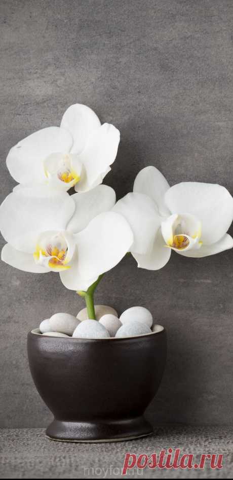 Белая орхидея обои на телефон высокого качества.