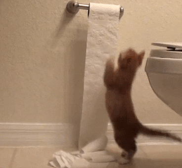 Toilet Paper Cat GIF - Find & Share on GIPHY Discover & share this Cute Cat GIF with everyone you know. GIPHY is how you search, share, discover, and create GIFs.
