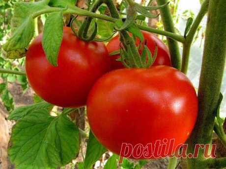 Как избавиться от фитофторы томатов