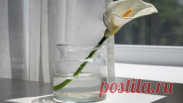 Спатифиллум, или Женское счастье: уход за комнатным цветком, особенности и приметы | Новости Mail.ru | Дзен