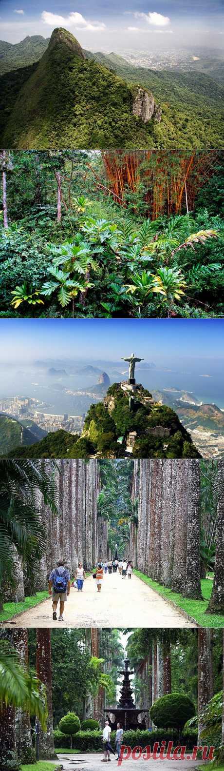 Рио-де-Жанейро - лес в сердце города