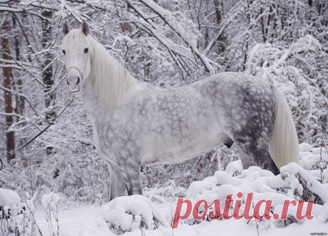 15 лошадей, от красоты которых перехватывает дыхание