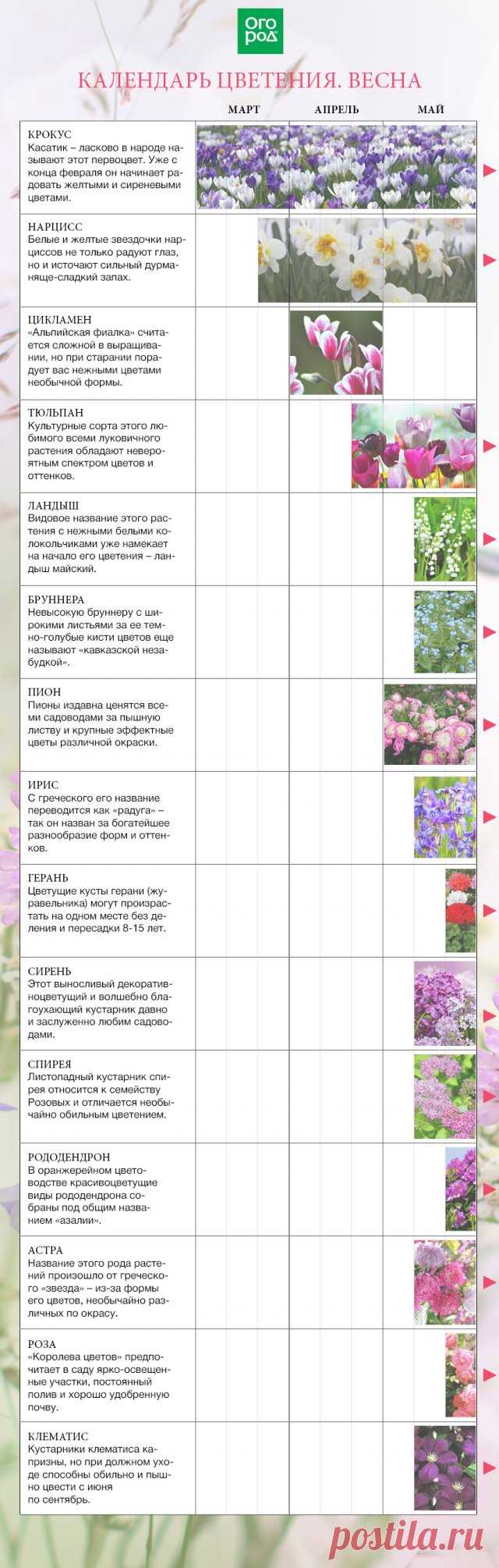 Календарь цветения многолетников по месяцам с весны до осени | Календарь работ (Огород.ru)