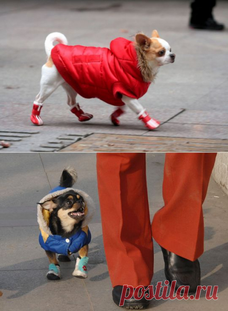 Собачья мода: зимняя обувь для собак