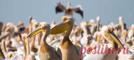 Зобатые пеликаны регулярно радуют туристов, прилетая в сенегальский орнитологический нацпарк Джудж. Однако в этот раз почти всему молодняку была уготована трагическая судьба.