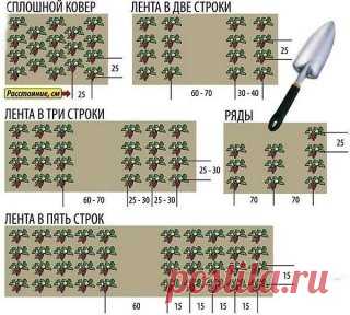 КАК САЖАТЬ КЛУБНИКУ В АВГУСТЕ, ЧТОБЫ НЕ  БЕСПОКОИТЬСЯ ОБ УРОЖАЕ В СЛЕДУЮЩЕМ ГОДУ?
Сохраните, чтобы не потерять!
Как правильно посадить клубнику в августе, чтобы получить превосходный урожай на будущий год? Мы собрали в одной статье самые простые рекомендации, интересные советы и секреты, которые гарантируют вам наслаждение вкусными и ароматными плодами этой удивительной ягоды.Выращенная на приусадебном участке клубника приносит много приятных эмоций садоводу. Но собрать богатый урожай этой ягод