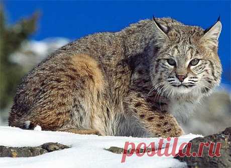 Bobcat - North American Wildcat | Animal Pictures and Facts | FactZoo.com