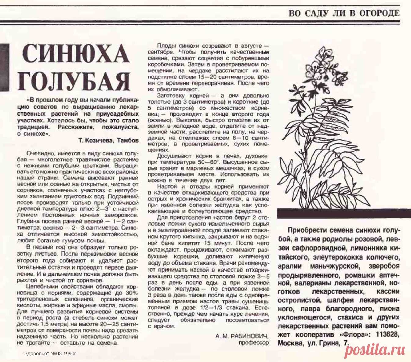 Синюха голубая на приусадебном участке