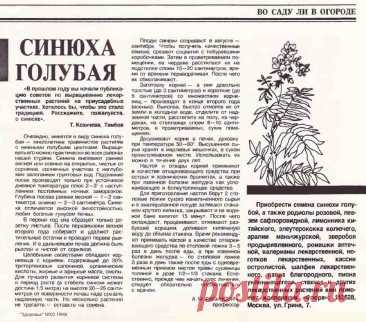 Синюха голубая на приусадебном участке