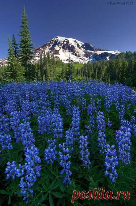 Wild Lupines, Mount Rainier National Park, Washington State